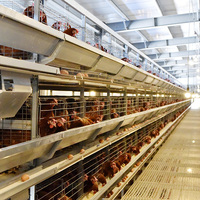 Cage à Poules Pondeuses Métallique de Niveau 5000 pour Volaille, Type 4, Élevage en Batterie pour Poulets, Utilisation Agricole