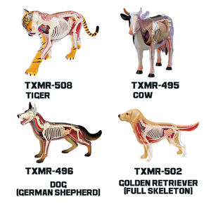 Modelo Educativo de Estructura Ósea Animal Realista Personalizado, Modelo de Anatomía de Órganos Animales, Equipo de Enseñanza de Ciencias Médicas - Product Image 5