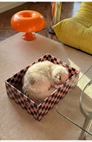 Griffoir et Lit pour Chat en Carton Ondulé – Durable, en Papier Ondulé, Ne Se Décolore Pas, Grande Taille, Boîte Jouet pour Chat