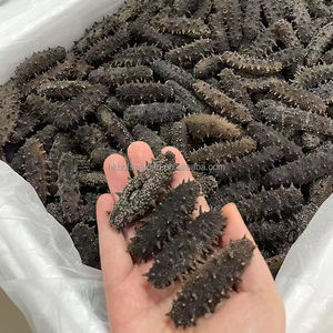 Pepino de Mar Seco Premium para Cocinar, Alto en Proteínas y Colágeno Natural - Product Image 2