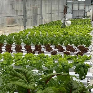 Hochwertige Aeroponic-Wachstums türme Vertikales Garten hydro ponik system für Gewächs häuser