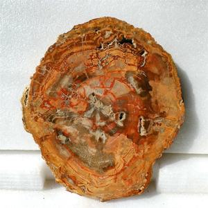 500-700g pierres brutes polies naturelles spécimen de dalle de bois fossilisé tranche de bois pétrifié pour la décoration - Product Image 1