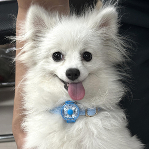 Collar de Perro Recargable Personalizado de Fábrica al por Mayor, Luces LED de Seguridad para Mascotas, Impermeables, para Caminar por la Noche - Product Image 1