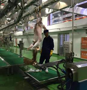 Machine <span class=keywords><strong>à</strong></span> peler la peau de chèvre clé en main, dépeigneuse de peaux de mouton en acier inoxydable, équipement d'abattoir pour l'abattage halal de moutons et agneaux - Product Image 5