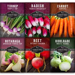 Collection de paquets de légumes sans OGM à pollinisation ouverte 6 jardinières de fleurs de dessus violet de carotte <span class=keywords><strong>d</strong></span>'héritage pour l'application de <span class=keywords><strong>jardin</strong></span> - Product Image 5