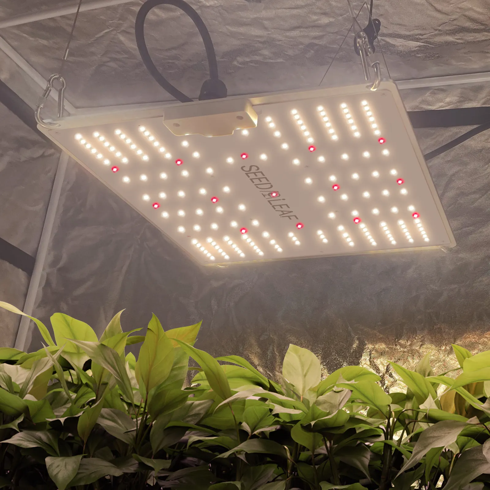 Seednleaf Full Spectrum Fast Delivery Full Spectrum 100 Watt Led Grow Light for Greenhouse Indoor Vertical Farming