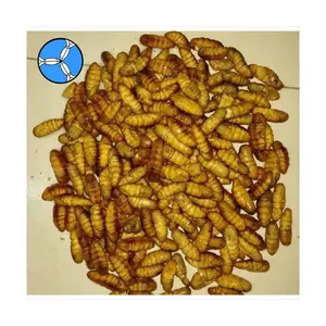 Wholesale Price Good Quality Frozen Silkworm for Thailand Market