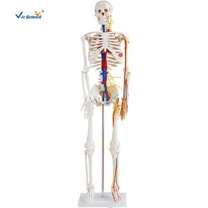 Suministro directo de fábrica de un modelo de esqueleto humano de 85 cm con corazón y vasos sanguíneos, material didáctico anatómico, hecho de PVC. - Product Image 5