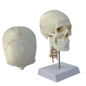 脳神経科教育医学のための頸椎を持つ1:1頭蓋脳解剖モデル人間の頭蓋骨 - Product Image 6