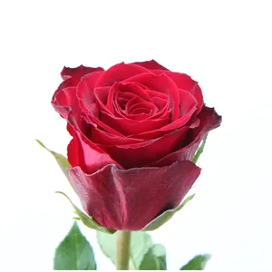 Tươi mới kenyan hoa tươi cắt hoa Madame hoa hồng đỏ tím Tím Gradient hoa hồng lớn đầu 60cm bán lẻ cắt hoa hồng