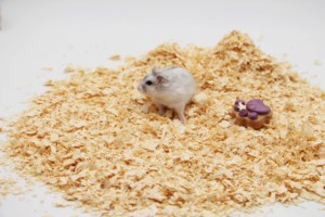 DongnaiPETS Flocons de bois de pin 100% naturels écologiques, sans poussière, contrôle des odeurs supplémentaire, hautement absorbants, pour petits animaux, 1 kg - Product Image 2