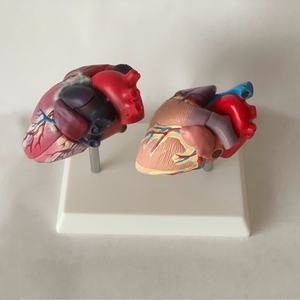 Maniquí de PVC avanzado de tamaño real para falla cardíaca patológica humana, con láminas arteriales vasculares y corazón anatómico saludable - Product Image 2