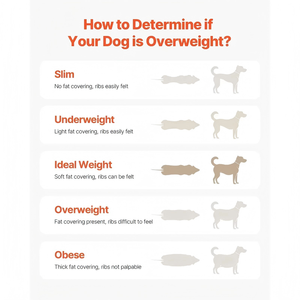 उपयोगी थोक लकड़ी थोक लकड़ी उच्च गुणवत्ता वाले इनडोर पालतू ट्रेडमिल चल मशीन कुत्ते के लिए चपलता प्रशिक्षण ट्रेडमिल फैशन शैली - Product Image 6