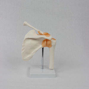Modèle fonctionnel de l'articulation de l'épaule ; Modèle pédagogique d'articulation humaine - Product Image 1