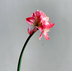 Offre Spéciale Fleurs Artificielles <span class=keywords><strong>Amaryllis</strong></span> Soie Toucher Réel Clivia 4 Têtes Décoration Maison - Product Image 3