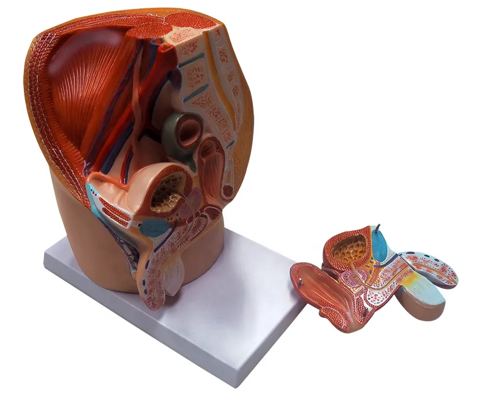 Model Organ Medis Sistem Saluran Kemih Rongga Panggul Alat Anatomi Manusia