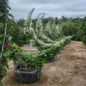 HOKBG Vente en gros extérieur ferme 45 50 60 200 gallons grand sac de jardinière noir tissé en PP sac de culture de jardin pour <span class=keywords><strong>espalier</strong></span>-bougainvilliers - Product Image 4