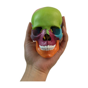 Modèle de crâne coloré avec 15 pièces détachables, outil d'enseignement médical, esthétique et dentaire du crâne, mini crâne en gros. - Product Image 2