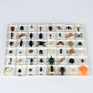 Collezione di artigianato in resina incastonati campioni di cristalli animali biologici con fermacarte di insetti reali
