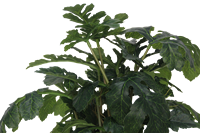 Senmasine-Fausse Plante Artificielle en Pot de 60cm à 21 Tête, Feuilles de Pastèque, Petite Plante Verte en Pot Noir, Décor de Jardin, Maison, Bureau