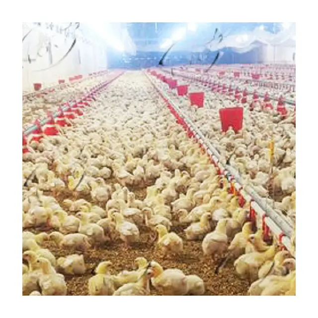 Broiler tavuk çiftliği için yüksek kaliteli Modern tasarım tüm büyük tavuk kümesi