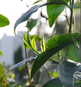 ชาภูเขาสีเหลืองปลายฝอยสิบยี่ห้อดังหวงซาน<span class=keywords><strong>เหมา</strong></span>เฟิงชาเขียวภูเขาสีเหลือง - Product Image 5