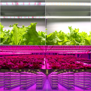 PT8/PT5 Tube Lumière 10W 18W 32W 36W 40W Commercial Hydroponique légumes <span class=keywords><strong>Fraise</strong></span> élèvent des lumières Agriculture verticale - Product Image 5