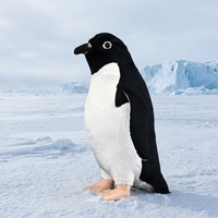 Peluche de Pingüino Adélie de Diseño Original Personalizado, 30 cm, OEM/ODM, Animal de Peluche para Recuerdo de Puntos Turísticos y Decoración del Hogar