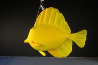 Publicité promotionnelle : Modèles gonflables de poissons tropicaux, avec une ambiance océanique et des accessoires décoratifs spécifiques au thème.