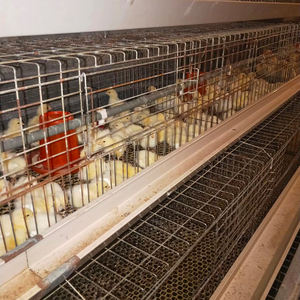 Modern h-tipi 4 katmanlı otomatik tavuk Broilers kafes sistemi ev kullanımı için gübre kemer yumurta tavukları için dahil kümes hayvancılığı - Product Image 3