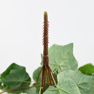 Nhà Sản Xuất Bán Buôn Mô Phỏng Cây 75Cm Trái Cây Nhân Tạo Cây Nho Trong Nhà Bọt Trái Cây Trang Trí Cây Màu Xanh Lá Cây - Product Image 4