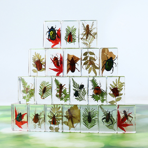 राल नमूना बग संग्रह में अंधेरे वास्तविक कीट पत्ती पौधे के बग में चमक - Product Image 1