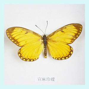 Exposition scientifique présentant des spécimens de papillons ; fabricants de 10 types de spécimens de papillons ; enseignement sur les insectes séchés - Product Image 3