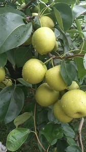 <span class=keywords><strong>2025</strong></span> tươi cao cấp lê từ DangShan anhui-trái cây lớn từ trăm năm cây già hương vị ngọt ngào nước bảo quản số lượng lớn bao bì - Product Image 6