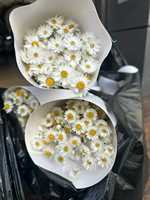 Rhodanthe Chrysanthème Séché Naturel, Matériel Floral Best-Seller pour Décorations de Mariage et Arrangements Floraux