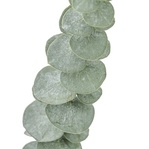 مبيعات مزرعة يوننان مباشرة من الأوكالبتوس ، ورقة الأوكالبتوس الدقيقة ، ورقة التفاح الأوكالبتوس - Product Image 2