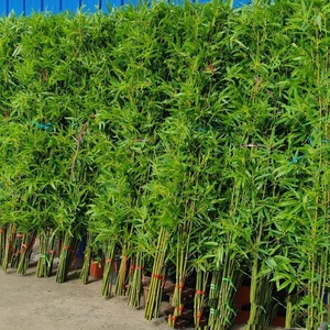 Cây tre nhân tạo thực tế nhà vườn khách sạn trang trí cây nhân tạo chất lượng cao trong nhà cây cảnh nhân tạo - Product Image 2