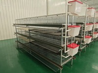 Nouveau système de cages à poules pondeuses de type H en acier inoxydable pour l'élevage avicole, avec collecte automatique des œufs et élevage de poulets de chair