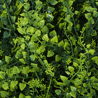 Plantes Artificielles Art Mural Fausse Fleur Herbe Artificielle Herbe Artificielle Pour Mur
