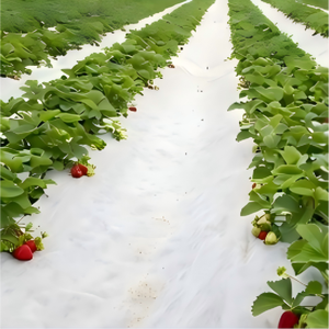 <span class=keywords><strong>Film</strong></span> de paillage plastique noir pour fraises, pastèques et légumes, longueurs 400m, 600m, 800m, option biodégradable disponible, <span class=keywords><strong>film</strong></span> de paillage - Product Image 1