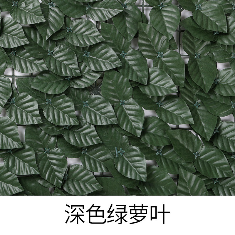 Feuilles de lierre vert foncé