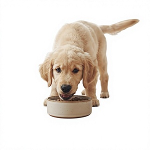 Aplicación de entrega de comida para mascotas con pagos seguros, pedidos rápidos y entrega a domicilio - Product Image 1