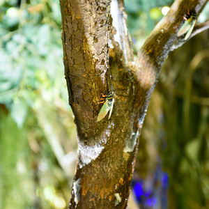 مصنع توريد نمط جديد الاصطناعي أوراق اللبخ يترك شجرة تين البنغال للبيع - Product Image 4