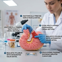 Modelo de Estómago de Cerdo Deshebrado con Estructura Completa de la Cámara Gástrica para Ayuda Didáctica en Ganadería CE/ISO/ROHS/CNAS