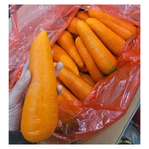 Vente en gros de carottes biologiques, légumes frais au goût sucré, livraison rapide des agriculteurs vietnamiens, service après-vente inclus - Product Image 5