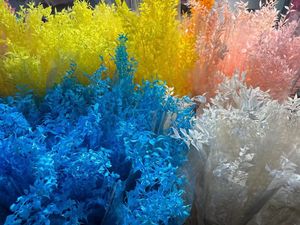 للبيع بالجملة حزم أوراق الأوكالبتوس الطبيعية المحفوظة المجففة من الأوكالبتوس الإيطالي الأبيض الحقيقي - Product Image 6