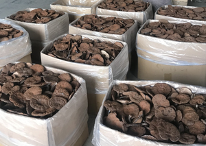 Reishi <span class=keywords><strong>Ganoderma</strong></span> Natural, Entero, Crudo, Puro, Silvestre y Seco para Té Saludable - Product Image 5