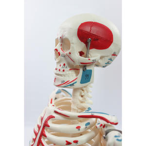 Maniquí de PVC DARHMMY de 85 cm <span class=keywords><strong>con</strong></span> Esqueleto de <span class=keywords><strong>Cuerpo</strong></span> Completo, Músculos Numerados <span class=keywords><strong>y</strong></span> Columna Vertebral Detallada para Enseñanza Médica - Product Image 3