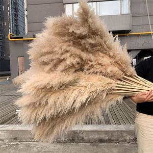 Pampas chauds 50-<span class=keywords><strong>80</strong></span> <span class=keywords><strong>cm</strong></span> blanc rose beige moelleux séché naturel grand herbe de la pampa - Product Image 1