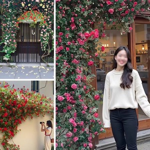 ดอกกุหลาบประดิษฐ์ติดผนังสำหรับตกแต่งประตู หน้าต่าง สวน สไตล์อินสตาแกรม ช่อดอกไม้พลาสติกสำหรับตกแต่ง - Product Image 3